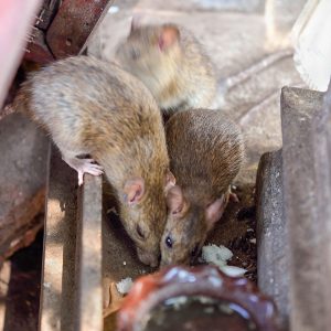 Brown Rat (Rattus norvegicus).